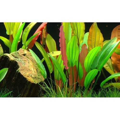 Echinodorus 'rouge diamant' dans le pot - Tropica