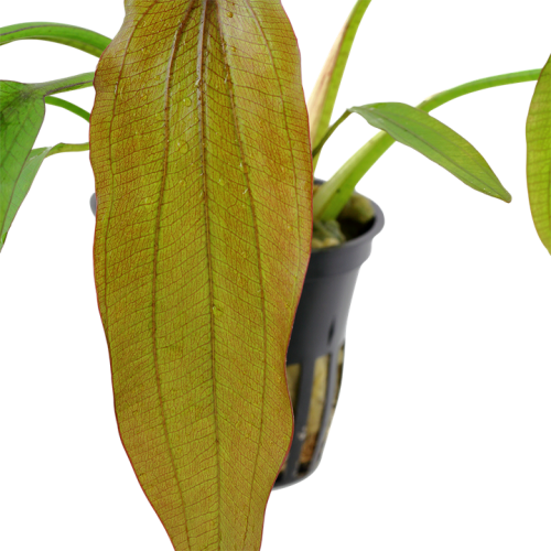 Echinodorus 'Red Diamond' in jar - Tropica