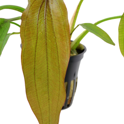 Echinodorus 'Red Diamond' in jar - Tropica