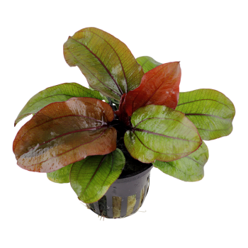 Echinodorus 'Reni' in vasetto - Tropica