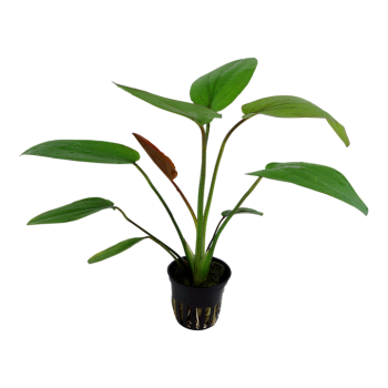 Echinodorus x Barthii in jar - Tropica