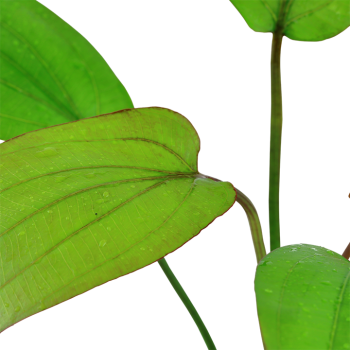 Echinodorus x Barthii in jar - Tropica 2