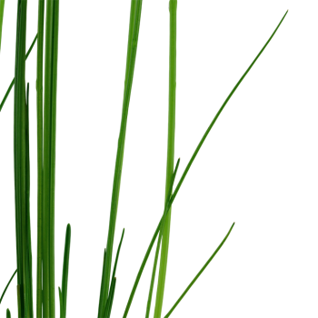 Eleocharis Montevidensis in jar - Tropica 2