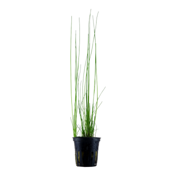 Eleocharis montevidensis in vasetto - Tropica