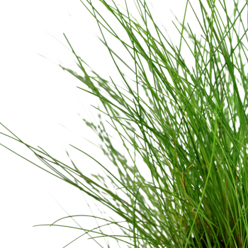 Eleocaris Parvula à Jar - Tropica 2