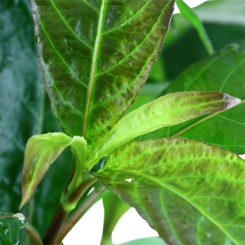 Hygrophila Corymbosa Stricta XL in jar - Tropica 2