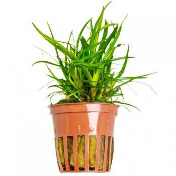 Eriocaulon sp. 'Vietnam' in jar - Tropica