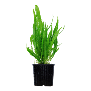 Microsorum pteropus xl dans le pot - Tropica