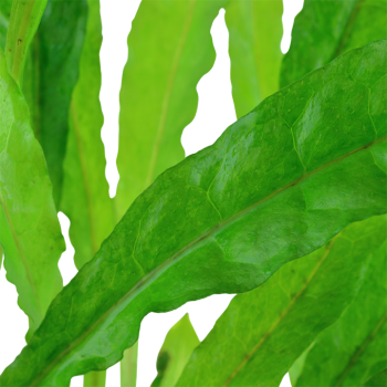 Microsorum pteropus XL in vasetto - Tropica 2