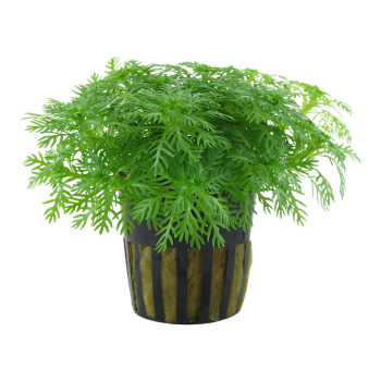 Hottonia Palustris à Jar - Tropica