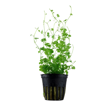 Hydrocotyle tripartita in vasetto - Tropica