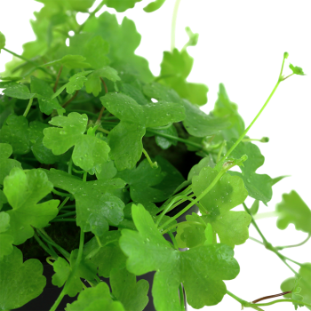 Hydrocotyle tripartita in vasetto - Tropica 2
