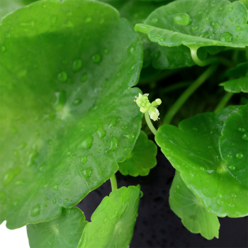 Vertical Hydrocotyle in Jar - Tropica 2