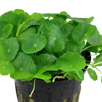 Hydrocotyle vertical dans le pot - Tropica