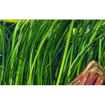 Vallisneria Spiralis Tiger in jar - Tropica 2