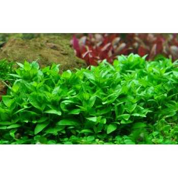 Staturogyne se repens dans Jar - Tropica 2