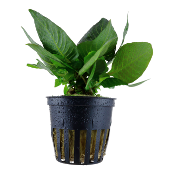 Hygrophila corymbosa 'Compact' in vasetto - Tropica