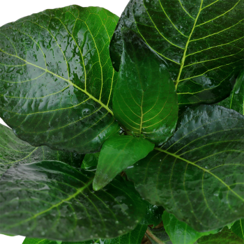 Hygrophila corymbosa 'Compact' in vasetto - Tropica 2