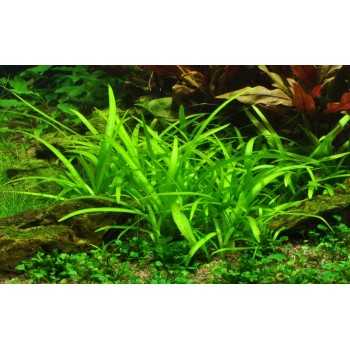 Sagittaria subulata in vasetto - Tropica 2