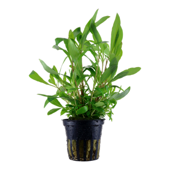Hygrophila Corymbosa 'Siamensis 53b' dans Jar - Tropica