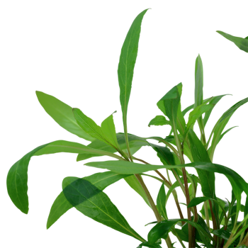 HYGROPHILA CORYMBOSA 'SIAMENSIS 53B' in jar - Tropica 2