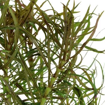 Pogostemon Stellatus in Jar - Tropica 2
