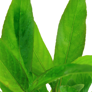 Hygrophila Corymbosa 'stricta' dans le pot - Tropica 2