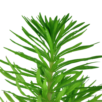 Pogostemon Deccanensis in Jar - Tropica 2