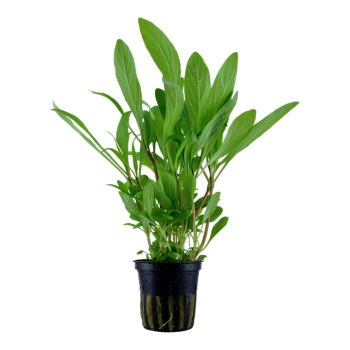 Hygrophila cost in jar - Tropica