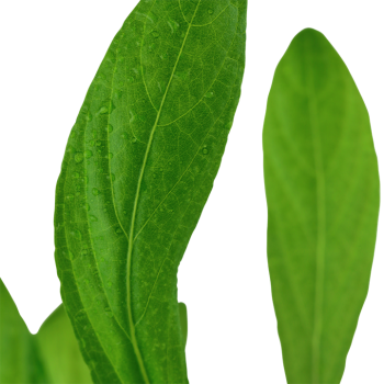 Hygrophila cost in jar - Tropica 2