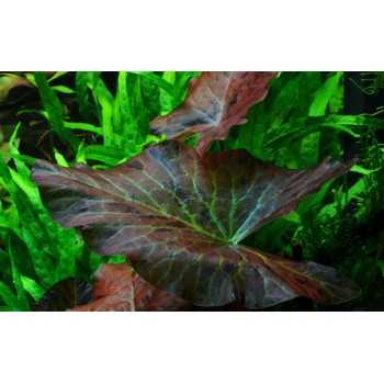 Nymphaea Lotus in jar - Tropica 2