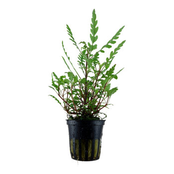 Hygrophila pinnatifida in jar - Tropica