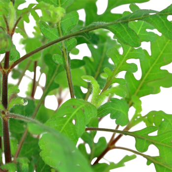 Hygrophila pinnatifida in vasetto - Tropica 2