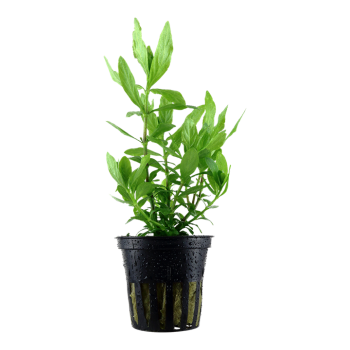 Hygrophila polysperma in vasetto - Tropica