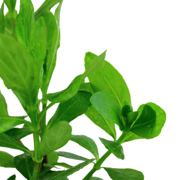 Hygrophila polysperma in vasetto - Tropica 2