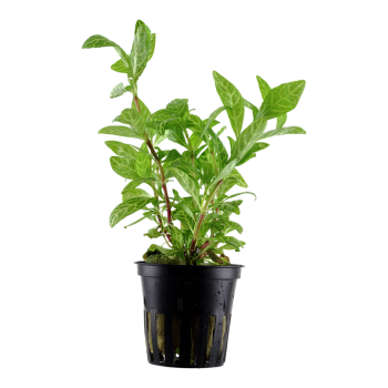 Hygrophila Polysperma 'Rosanervig' in Jar - Tropica