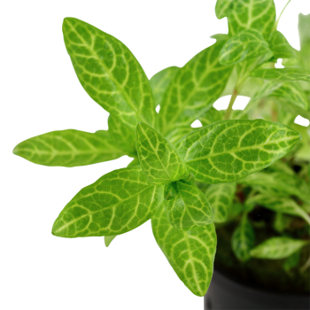Hygrophila Polysperma 'Rosanervig' in Jar - Tropica 2