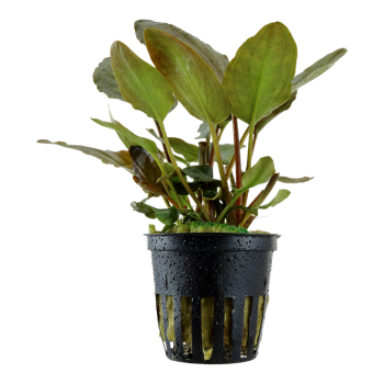 Lagenandra meeboldii 'Red' in vasetto - Tropica