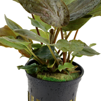Lagenandra meeboldii 'Red' in vasetto - Tropica 2
