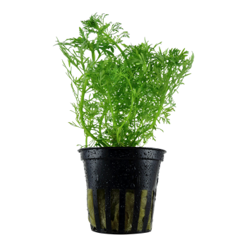 Limnophila aquatica à Jar - Tropica