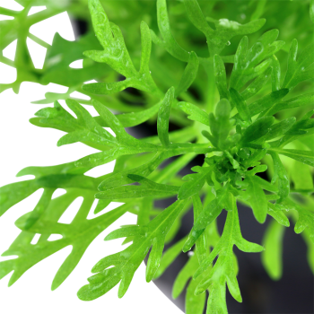 Limnophila aquatica à Jar - Tropica 2