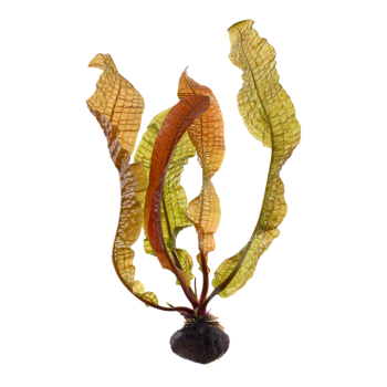 Aponogeton Boivinianus Bulb - Tropica