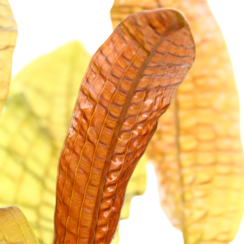 Aponogeton boivinianus bulbo - Tropica 2