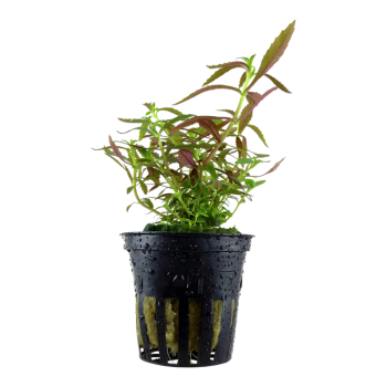 Limnophila Hippuridoides in Jar - Tropica