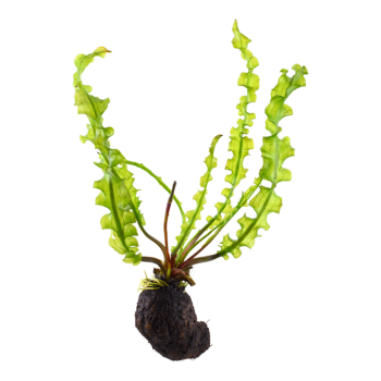 Aponogeton longiplumulosus bulbo - Tropica