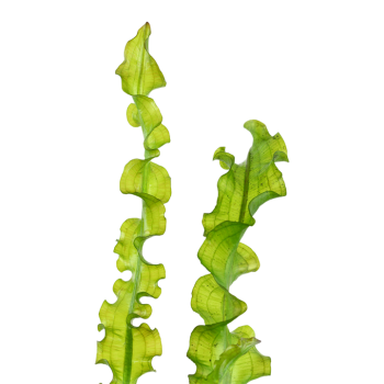 Aponogeton longiplumulosus bulbo - Tropica 2