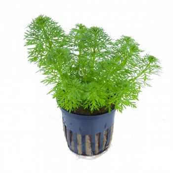 Limnophila heterophylla sessiliflora in vasetto - Tropica