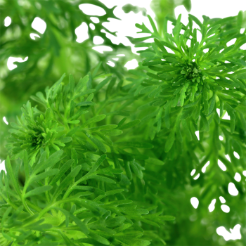 Limnophila heterophylla sessiliflora à pot - Tropica 2