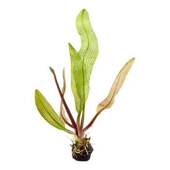 Aponogeton madagascariensis bulbo - Tropica