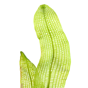 Aponogeton Madagascariensis bulb - Tropica 2